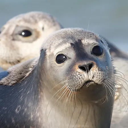 Roompot Strandpark Duynhille 3*