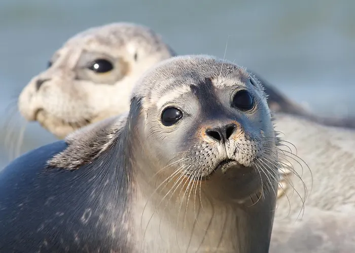 Roompot Strandpark Duynhille 3*